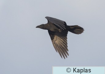 Corrax_080_22-1.jpg