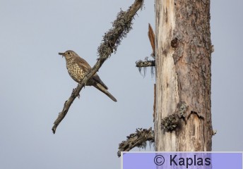 Turvis_005_22-1.jpg