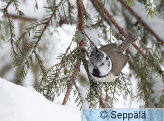 toyhtotiainen_Kuru230219_iso2.jpg