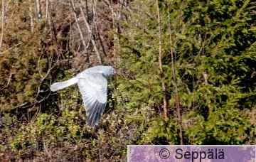 sinisuohaukka_Kuru230415_iso3.jpg