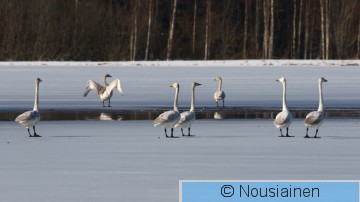Laulujoutsen3b P huh23.jpg