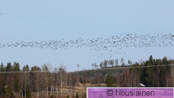 Metsähanhi2a Nihua huh23.jpg