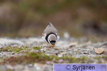 IMG_4403_2_2.JPG
