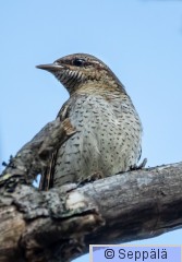 käenpiika_Kuru230519_iso2.jpg