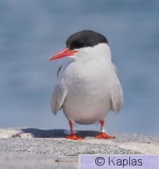 Straea_004_23-1.jpg