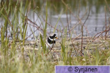 IMG_6537_2_2.JPG