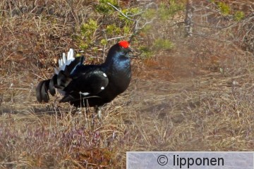 teeri_IMG_9818cP.jpg