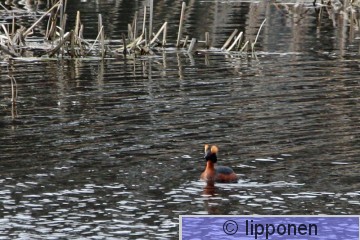 mustakurkku_uikku_IMG_9831cP.jpg