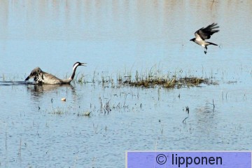 varis_IMG_9658cP.jpg