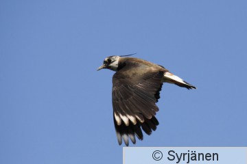 IMG_8883_2_2.JPG