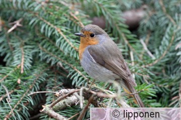 punarinta_IMG_9891cP.jpg
