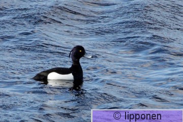 tukkasotka_IMG_9813cP.jpg