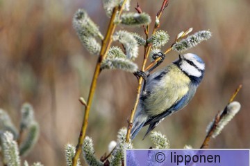 sinitiainen_IMG_0091cP.jpg