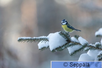 sinitiainen_Kuru231117_isoB.jpg