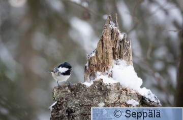 kuusitiainen_Kuru231117_iso.jpg