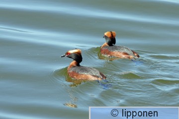 mustakurkku-uikku_IMG_0519cP.jpg
