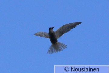 Mustatiira1f EJ k23.jpg