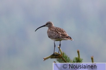 Pikkukuovi1h Y k23.jpg