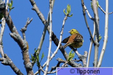 keltasirkku_IMG_0625cP.jpg