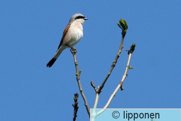 pikkulepinka&#776;inen_IMG_0620cP.jpg