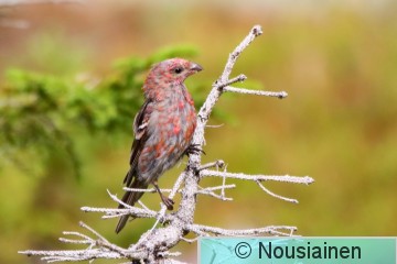 Taviokuurna2d KesT h23.jpg