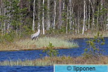 kurki_IMG_0275cP.jpg