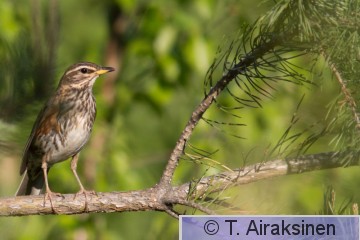 IMG_3337.jpg