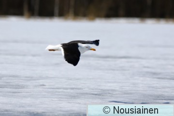 Selkälokki1l LV huhti22.jpg