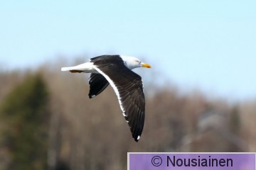 Selkälokki1n LV huhti22.jpg