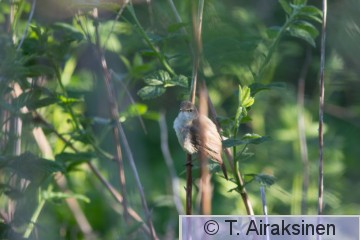 IMG_3367.jpg