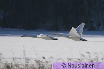 Laulujoutsen2b LV maa22.jpg