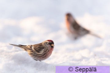 urpiainen_Tampere231231_iso2.jpg