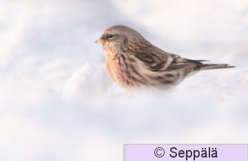 urpiainen_Tampere231231_iso3.jpg