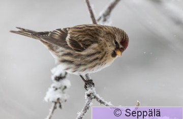 ruskourpiainen_Kuru240127_iso.jpg
