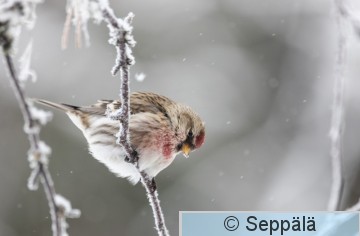 urpiainen_oksalla_Kuru240127_iso1.jpg