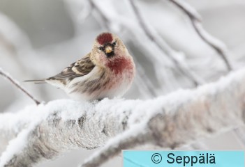 urpiainen_oksalla_Kuru240127_iso4.jpg