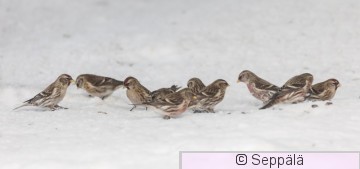 urpiaiset_maassa_kuru240127_iso1edit.jpg
