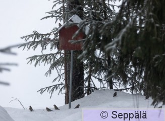 urpiaiset_ruokinnalla_Kuru240127_iso.jpg
