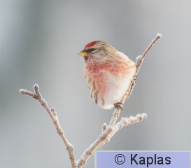 Carmea_044_24-1.jpg