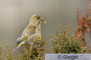 CHLCHL_4777.jpg