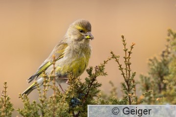 CHLCHL_4784.jpg