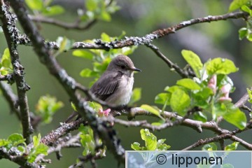 harmaasieppo_IMG_1145cP.jpg