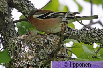 peippo_IMG_1165cP.jpg