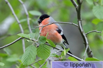 punatulkku_IMG_1183c2P.jpg