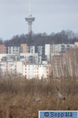 kurjet_Näsinneula_Tampere240408_iso.jpg