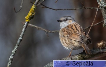rautiainen_Tampere240408_isoB.jpg