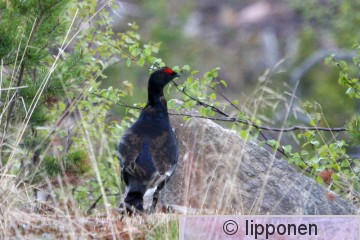teeri_IMG_2047cP.jpg