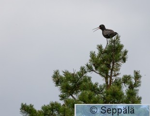 2_mustaviklo_Kittilä240701_iso2.jpg