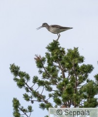 6_valkoviklo_Kittilä240705_iso1.jpg