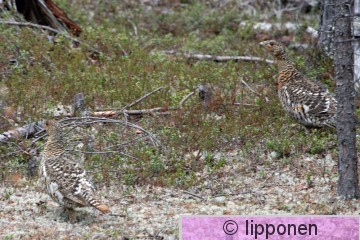 metsot_IMG_2526cP.jpg